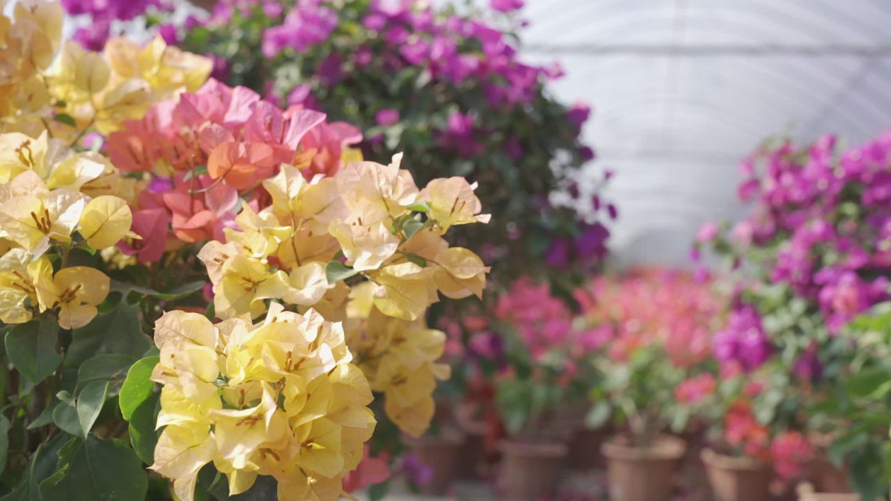 年宵花 22