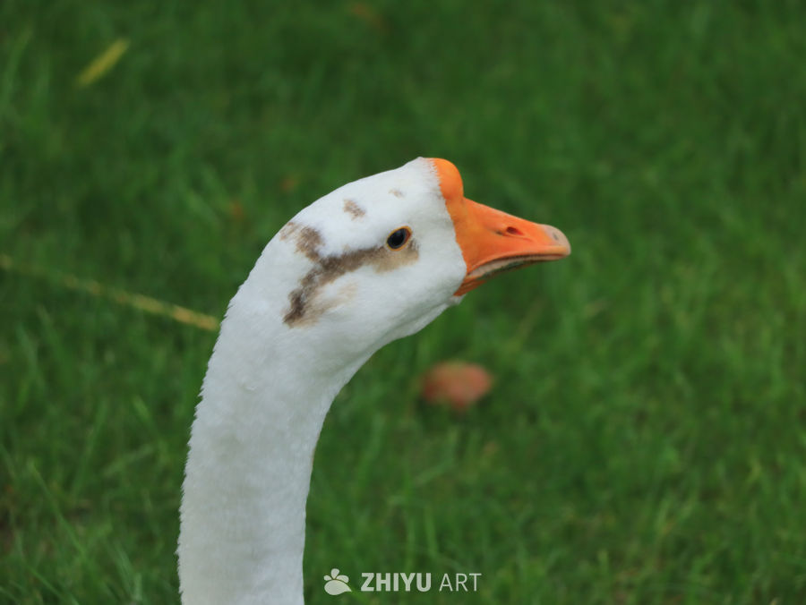 白鹅的侧脸特写