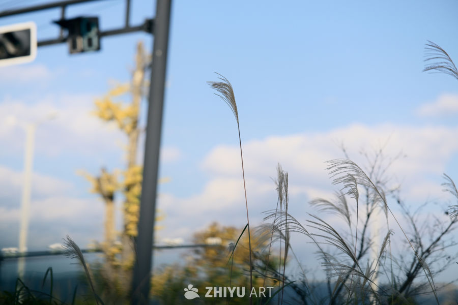 秋日芦苇随风轻摇