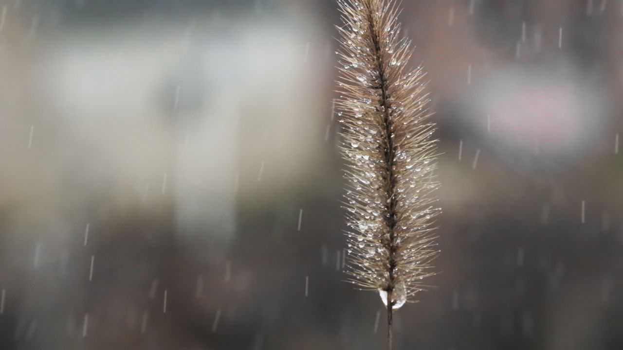 雨水洒在狗尾巴草上4K实拍