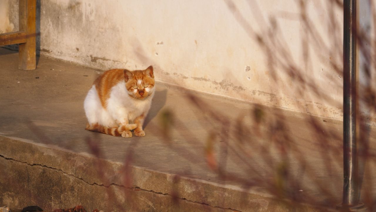 一只猫咪4K实拍