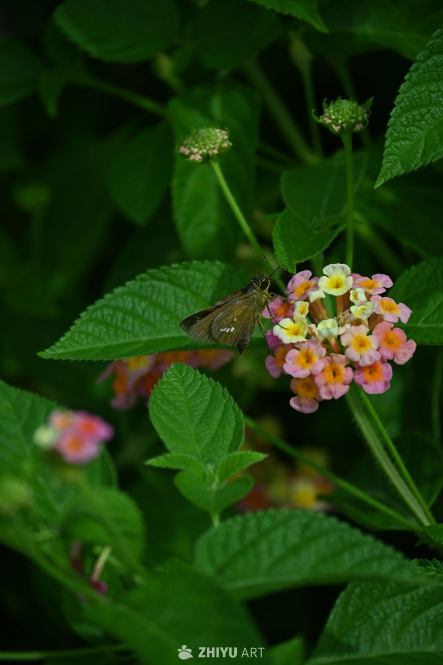 蝴蝶在花上授粉