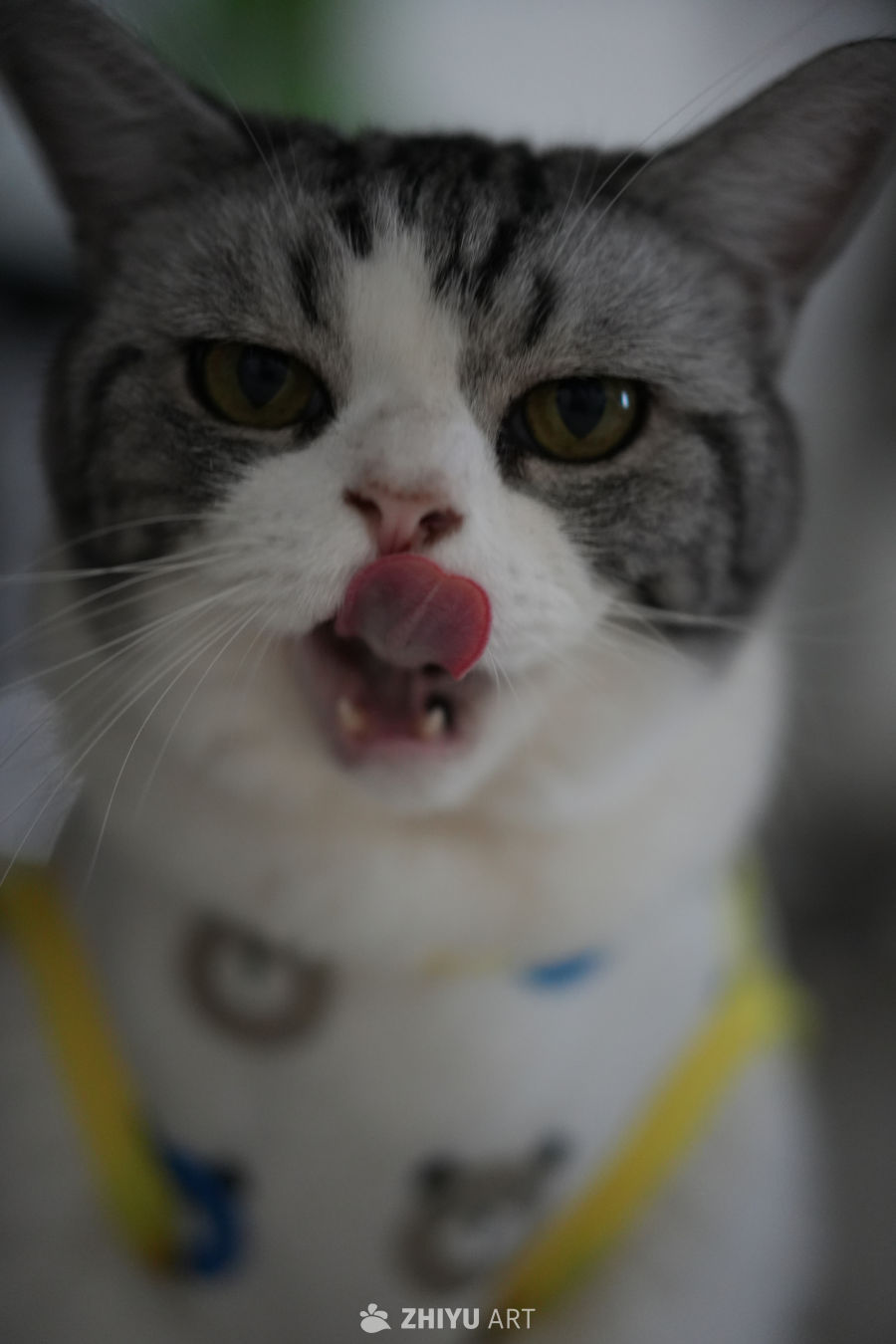 猫咪 11