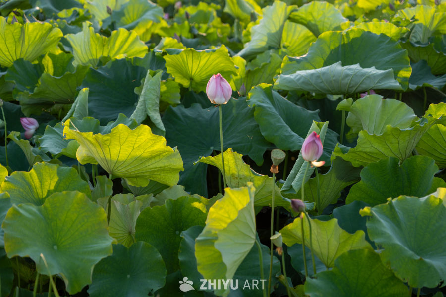 古楼荷花 21