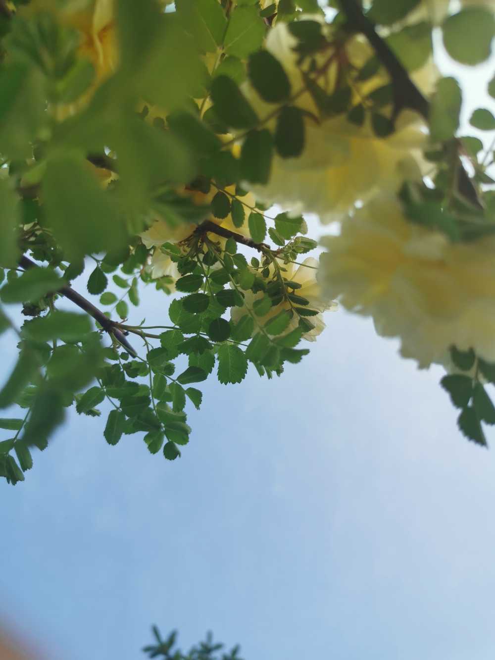 花 黄色的花 黄蔷薇