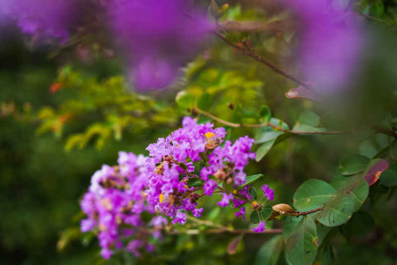 紫薇花 7