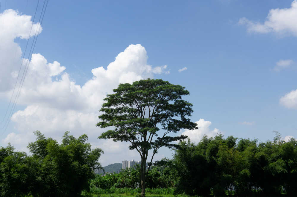 树 天空 白云 自然风景