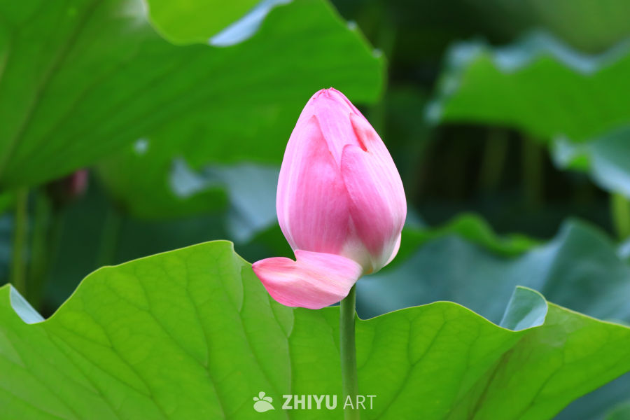 盛夏荷花 270