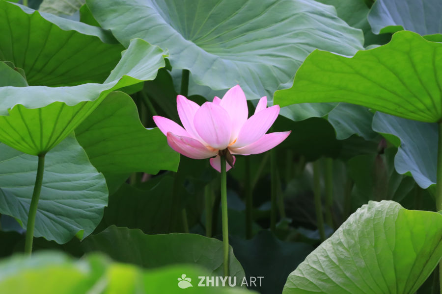荷花 104
