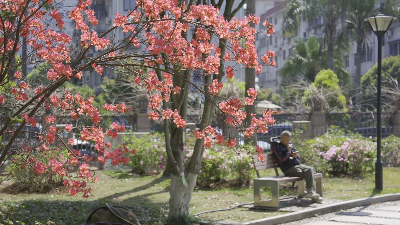 樱花下的静谧时光