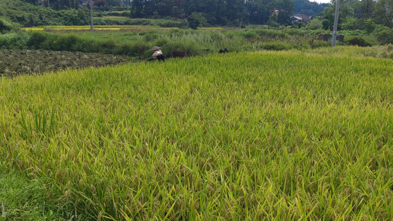 农业 种植 水稻 实拍 