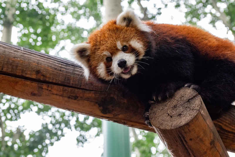 小熊猫