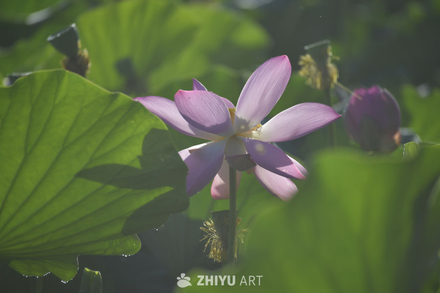 粉红莲花与绿叶