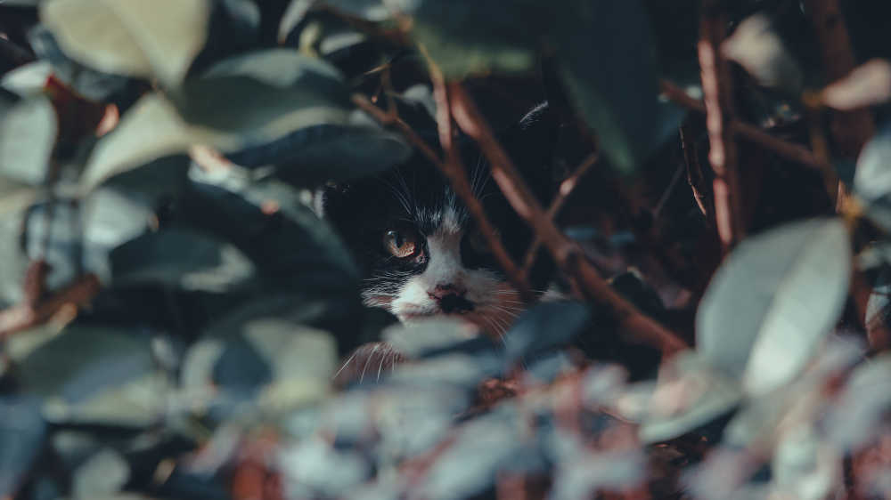 猫