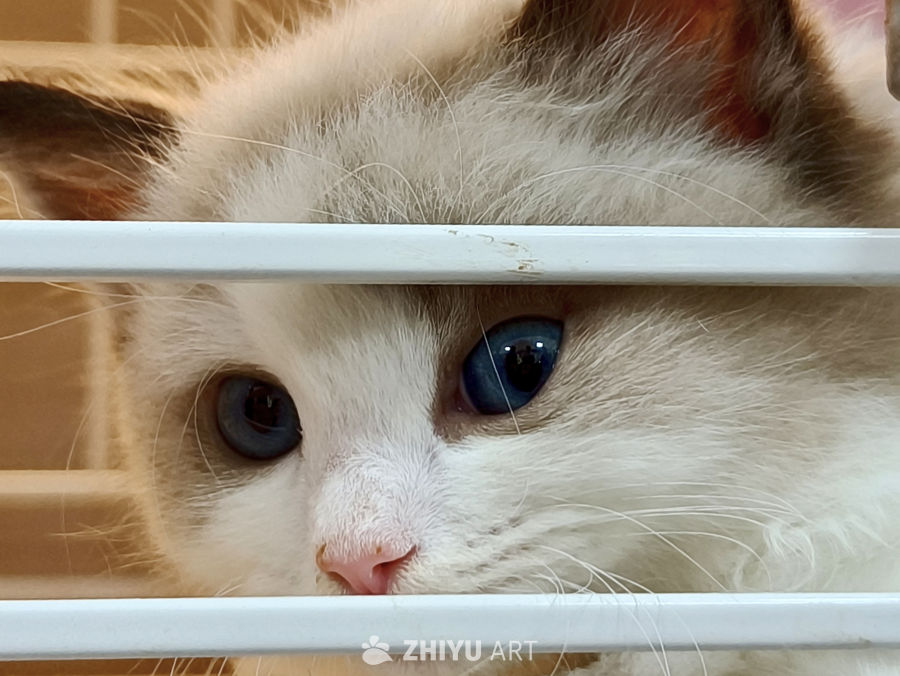 宠物店可爱的小猫咪