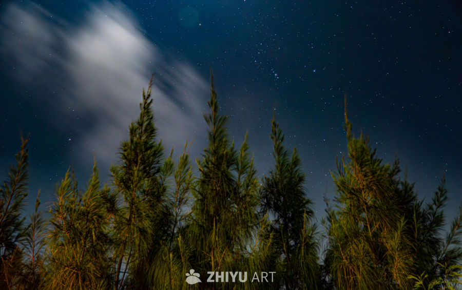 夜空下的静谧森林