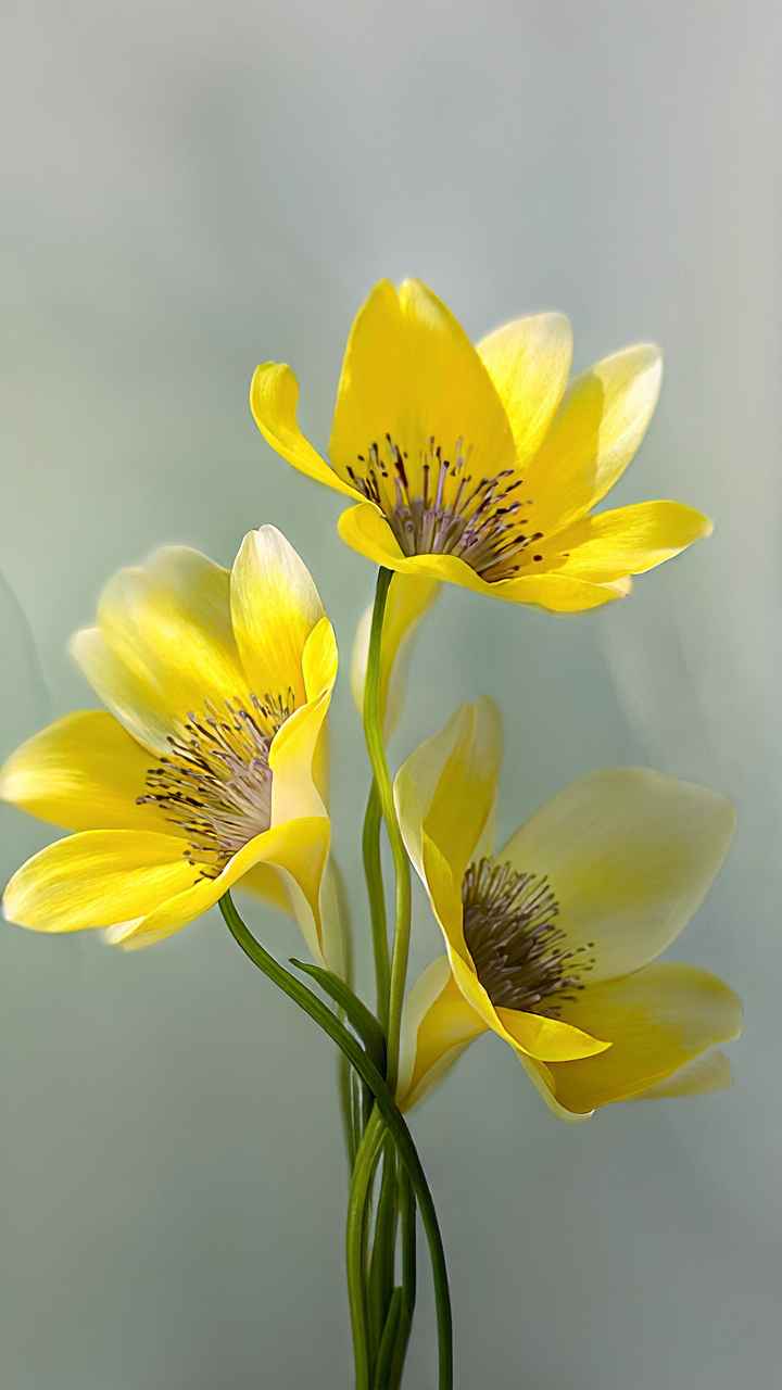 鲜花 25