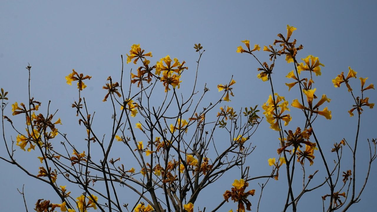 满树黄花风铃木