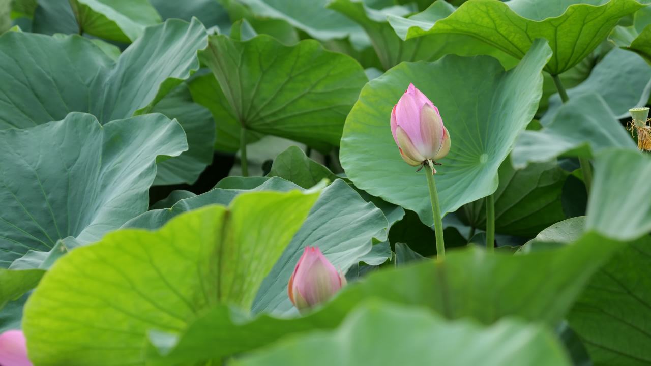 荷花 21