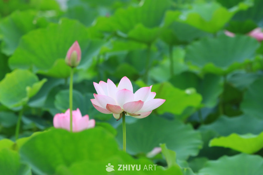 荷花 32