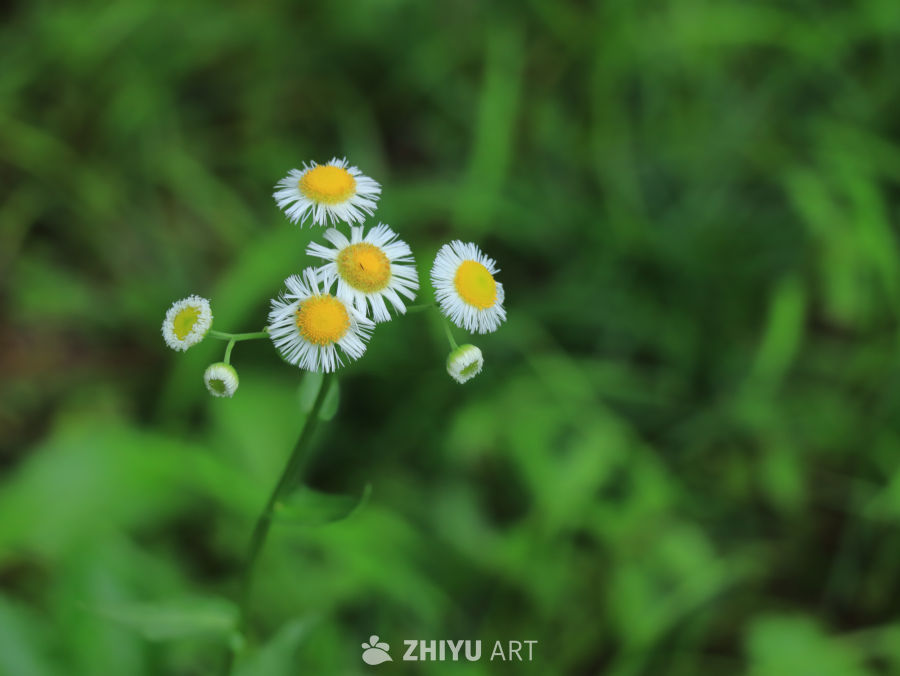 雏菊盛开的宁静时光