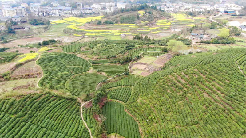 茶叶 茶园 种植 基地 航拍