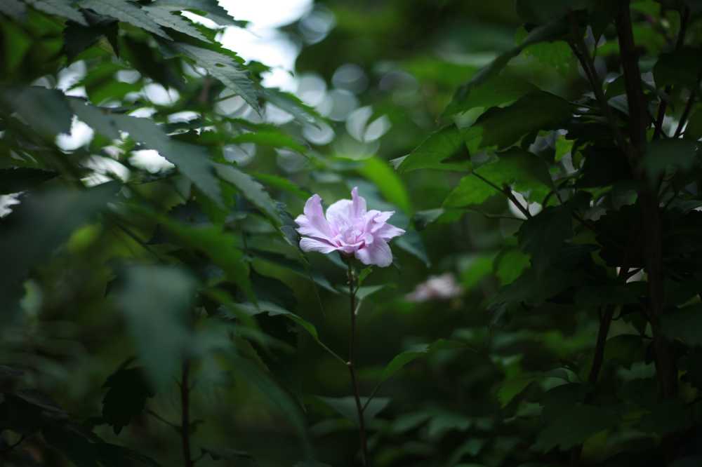 百叶之间