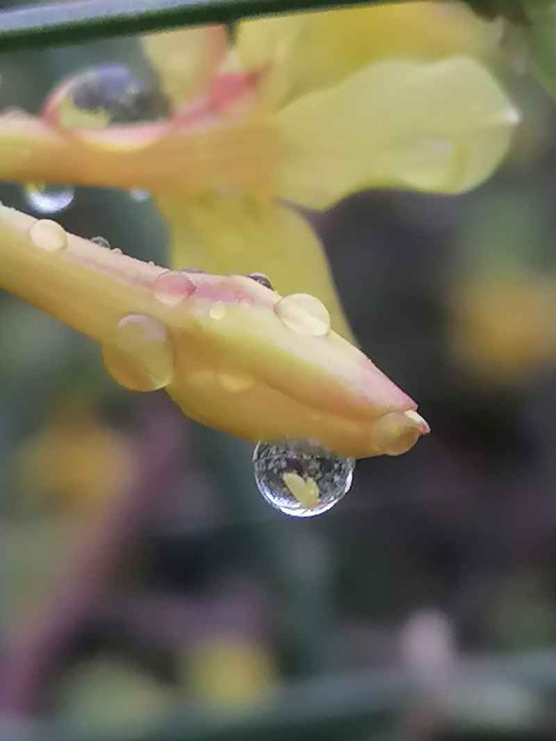 水珠映花