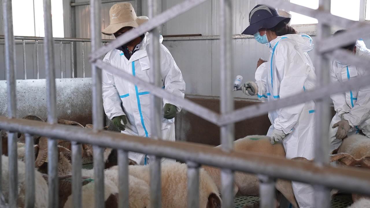 山羊养殖防疫工作