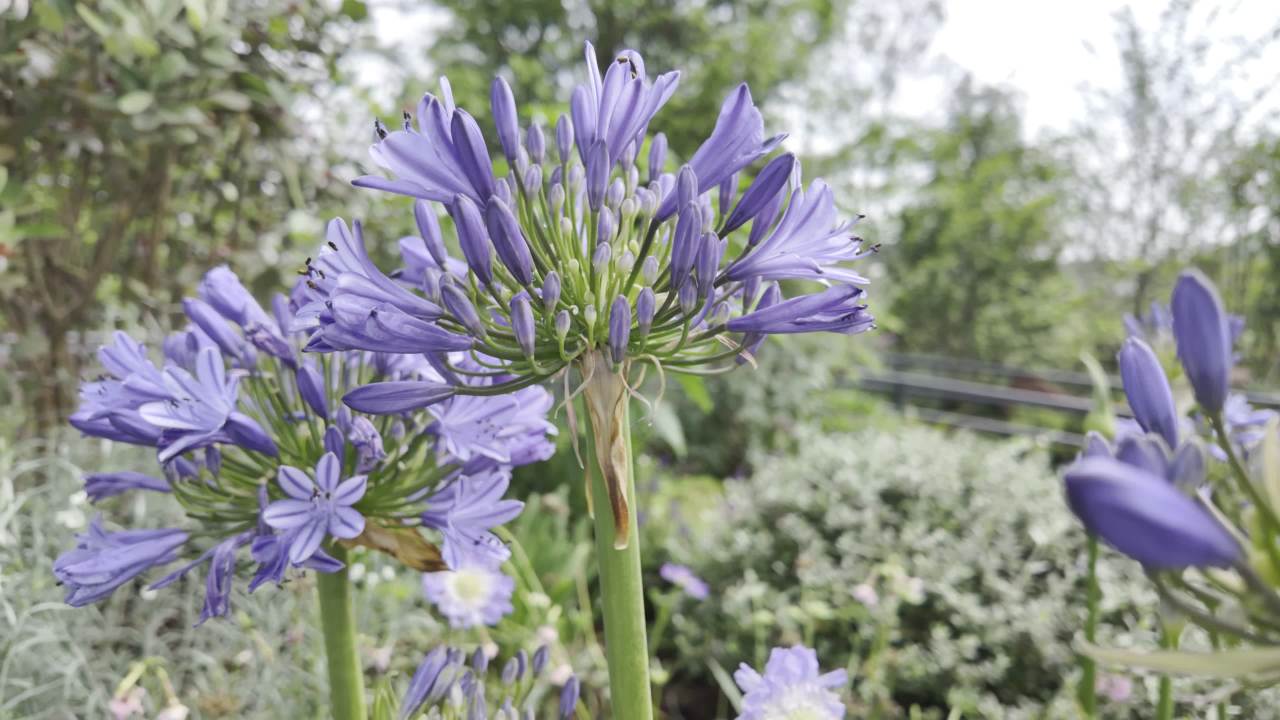 园林里的花花草草2 11
