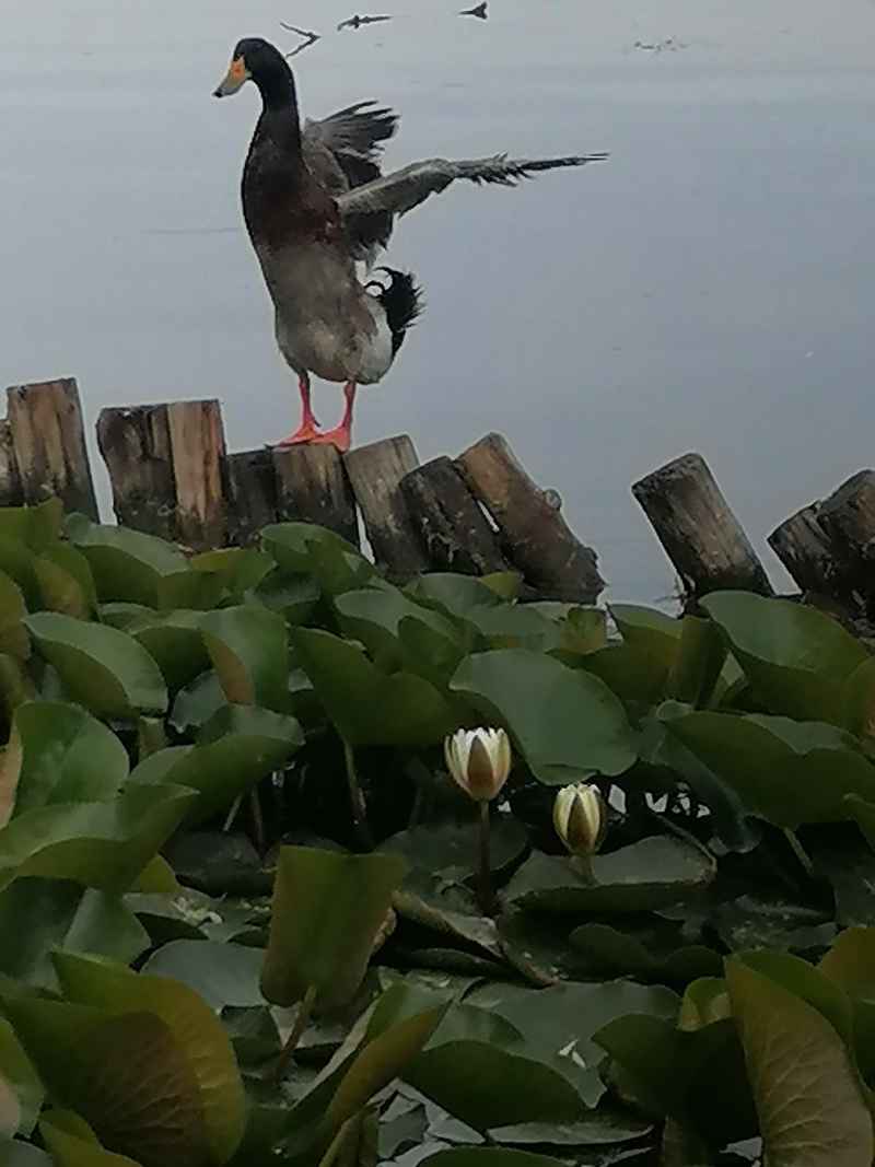 振翅欲飞翔