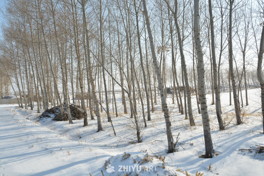 北方冬季雪景