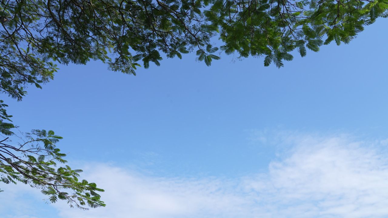 海边树荫下的蓝天白云