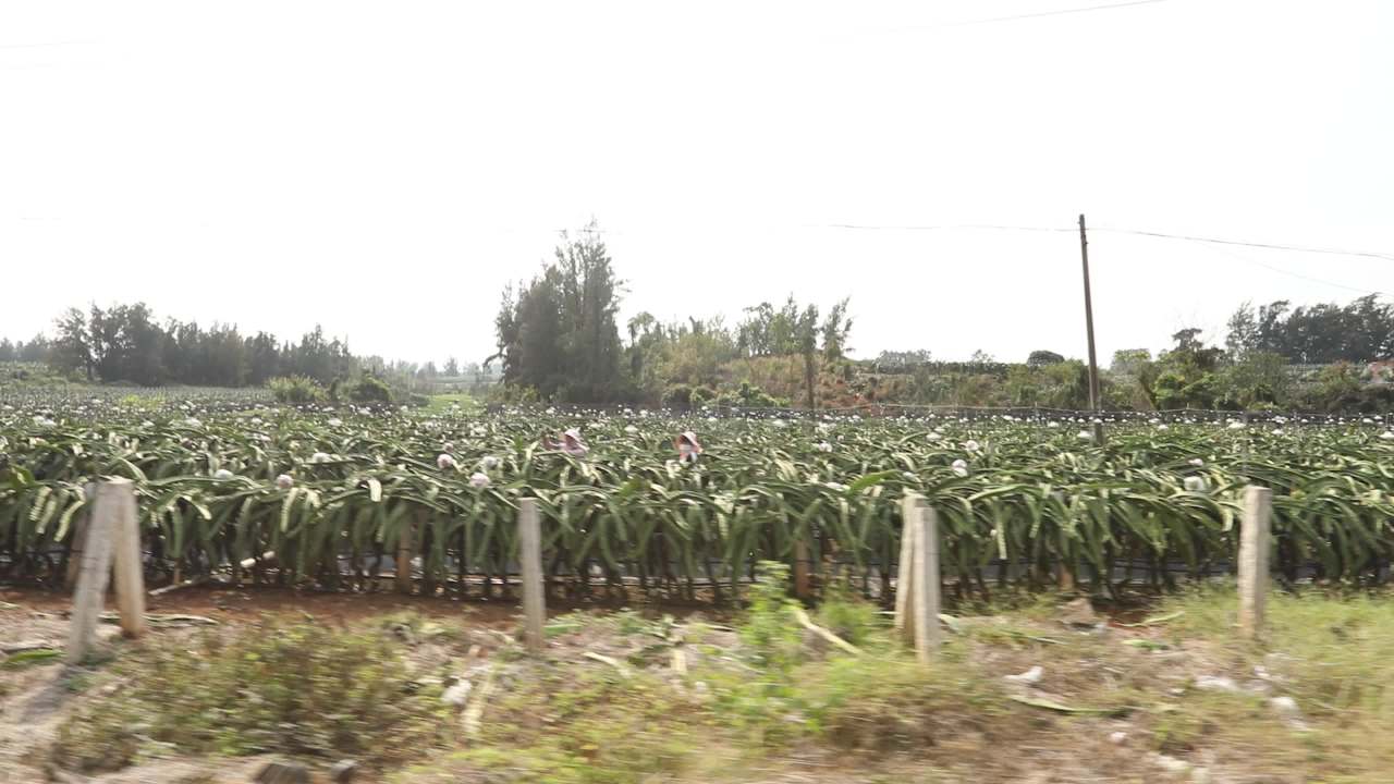 火龙果
