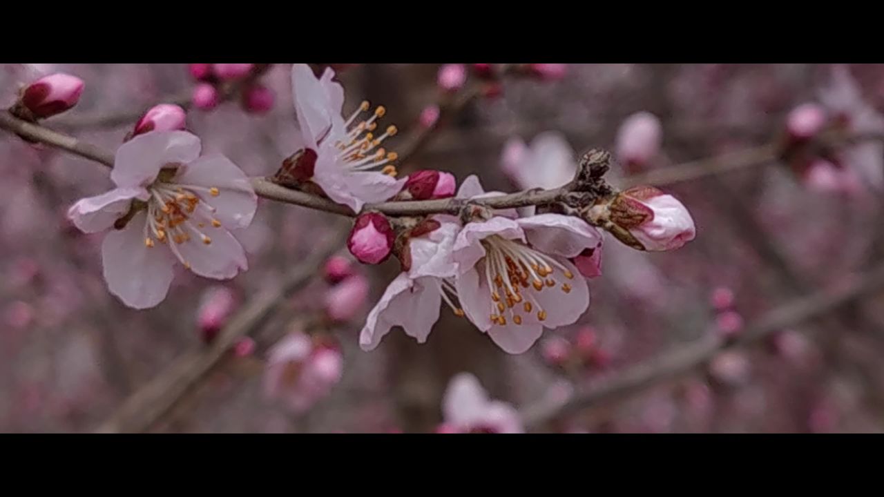 桃花