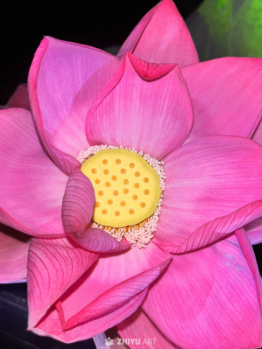 粉嫩莲花绽放