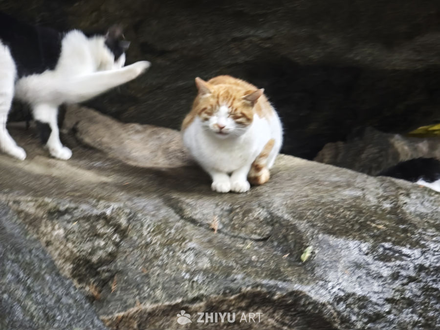猫咪岩石上的悠闲时光
