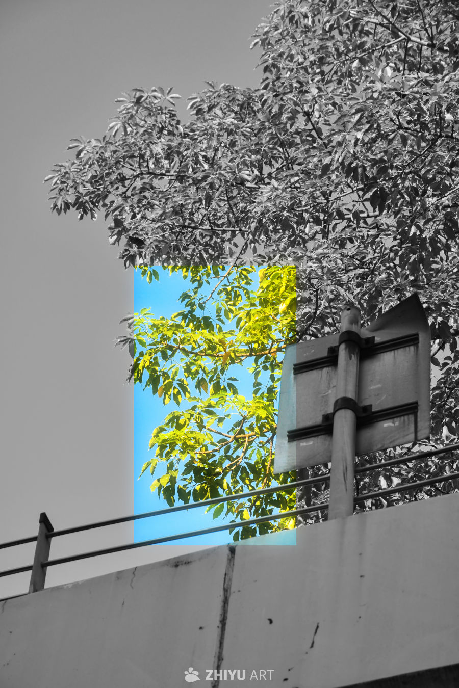 树与天空的对话