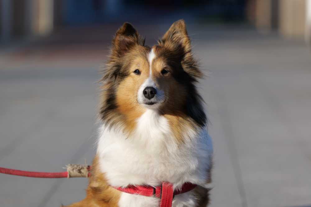 喜乐蒂牧羊犬