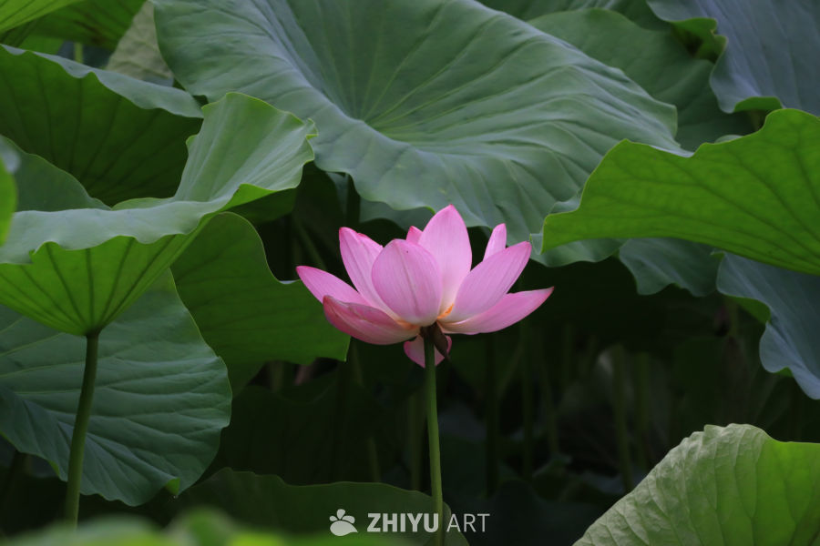 荷花 82