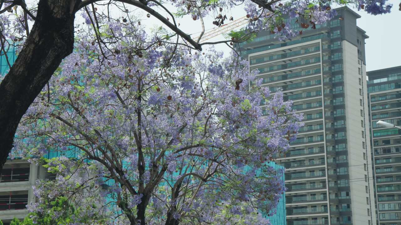 紫花树下的都市