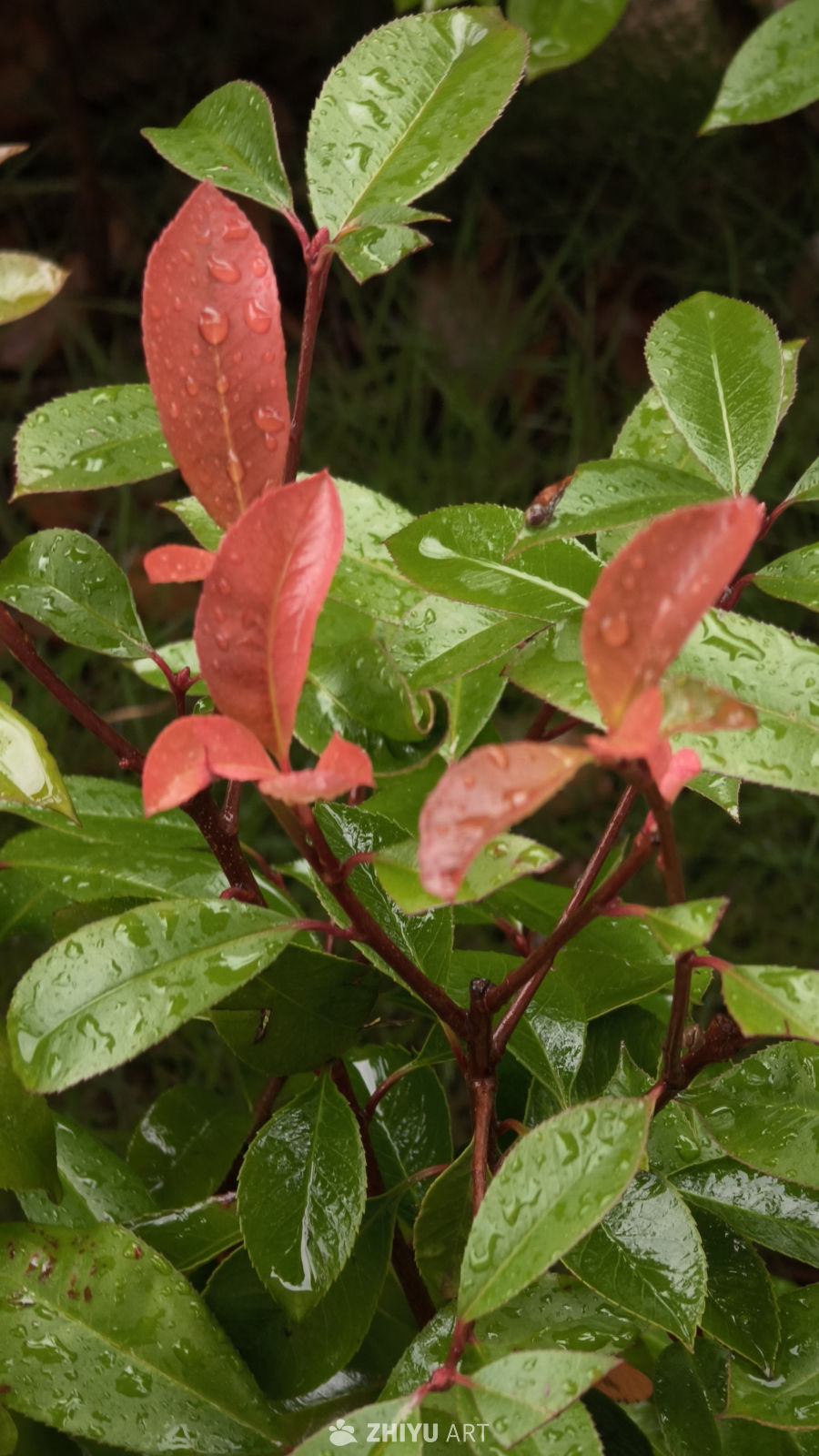 雨后绿植的静谧之美