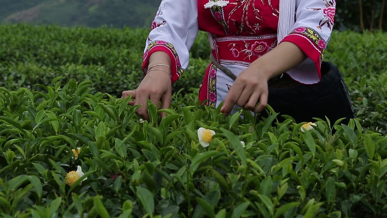 茶园采茶