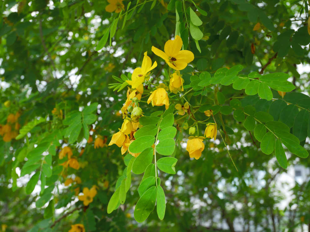 黄槐决明花开