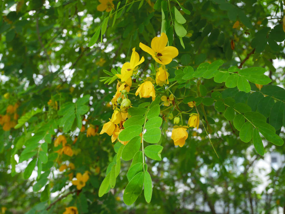 黄槐决明花开