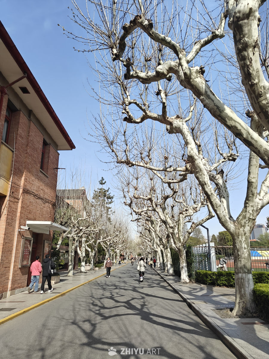 冬日树影下的悠闲时光