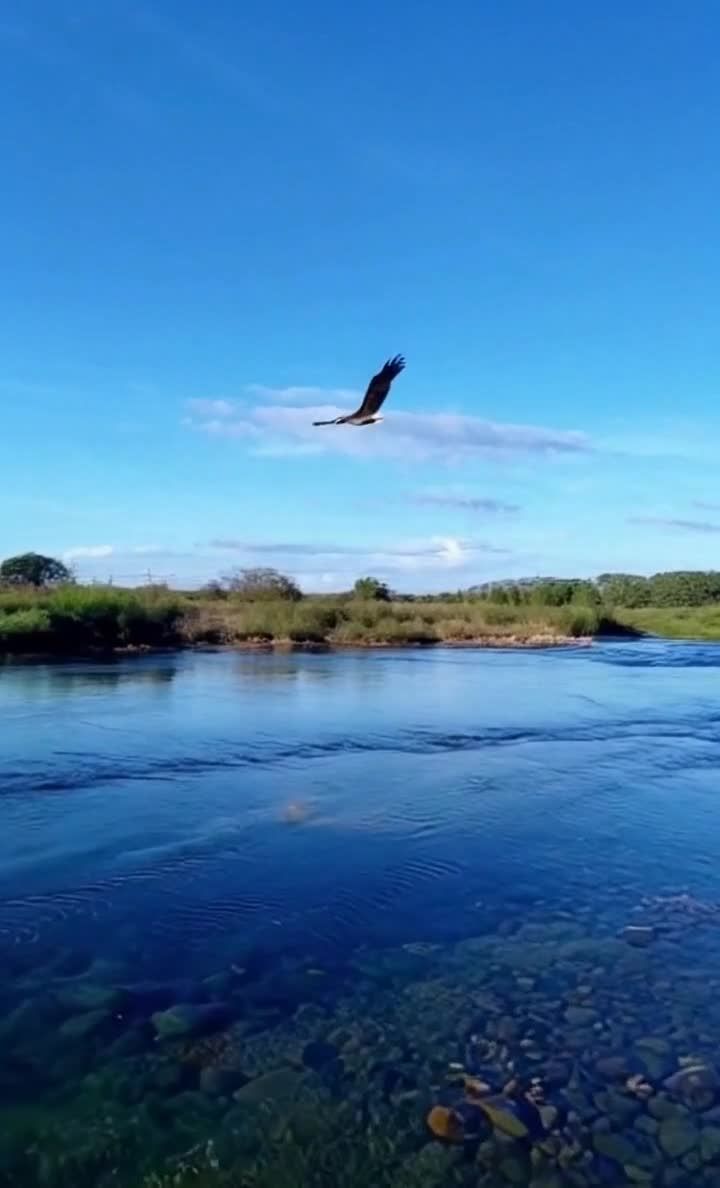 晴空下老鹰翱翔，河流蜿蜒，岸边绿植景色宜人
