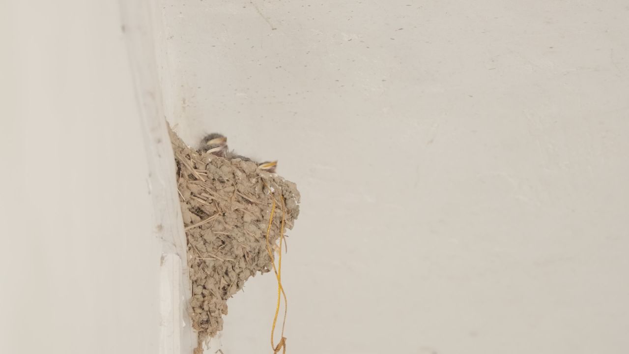 屋顶燕窝小燕子家燕雏鸟 2