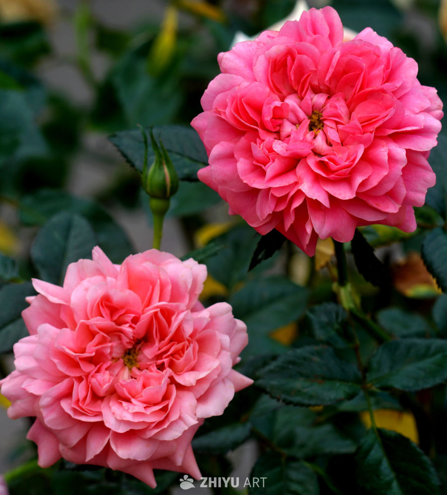 万紫千红总是春