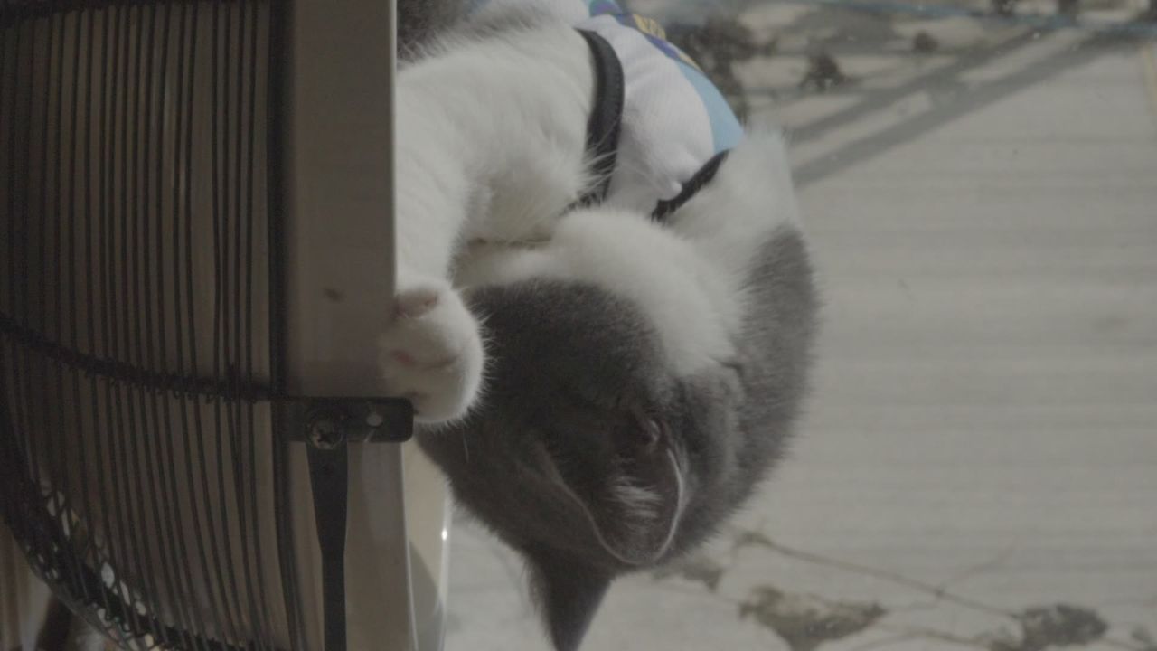 猫咪舔脚